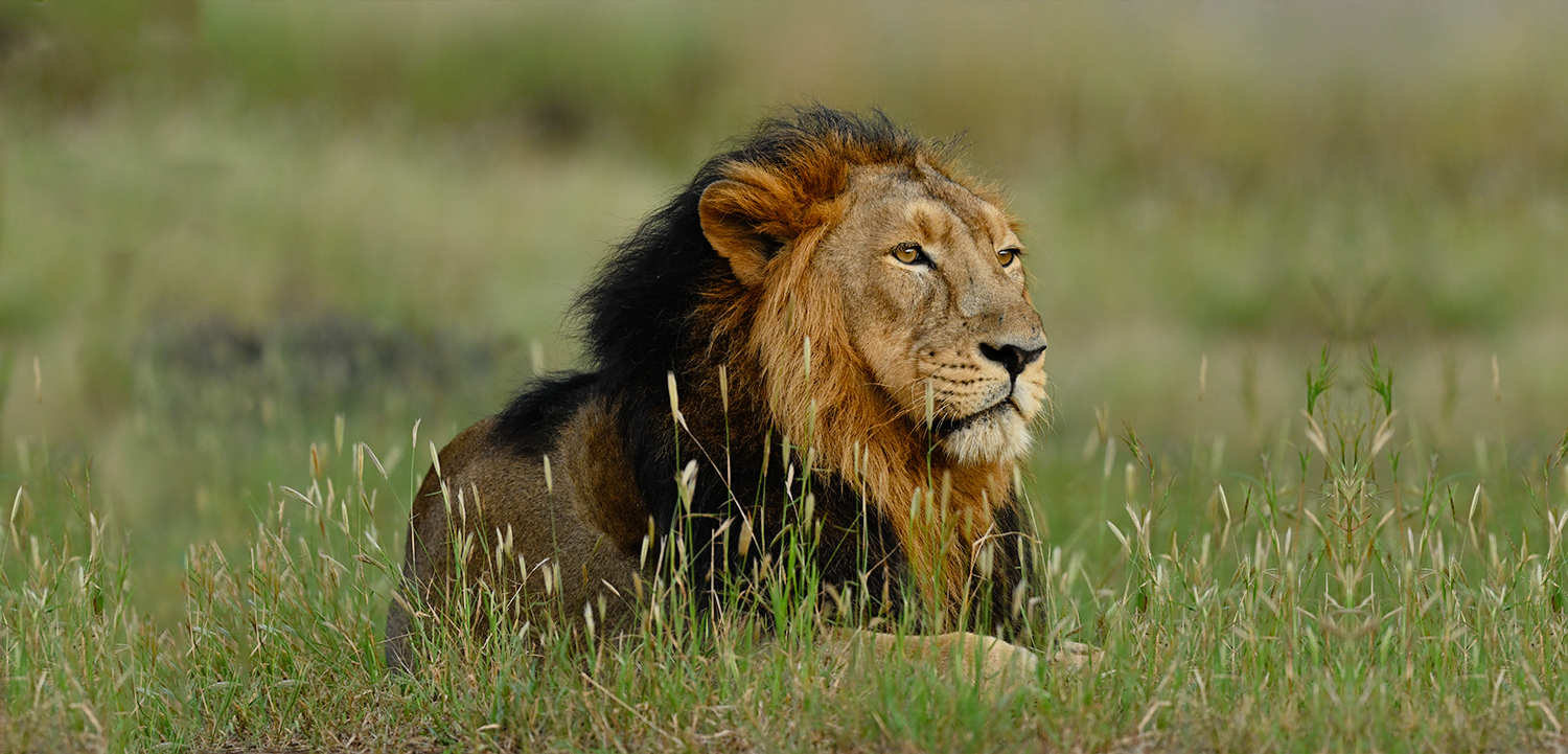 Sasan-Gir wildlife destination for a Suvidha outstation car rental